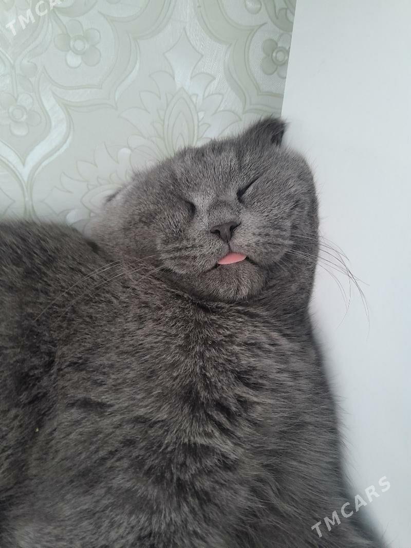 потерялся кот! - Туркменабат - img 3