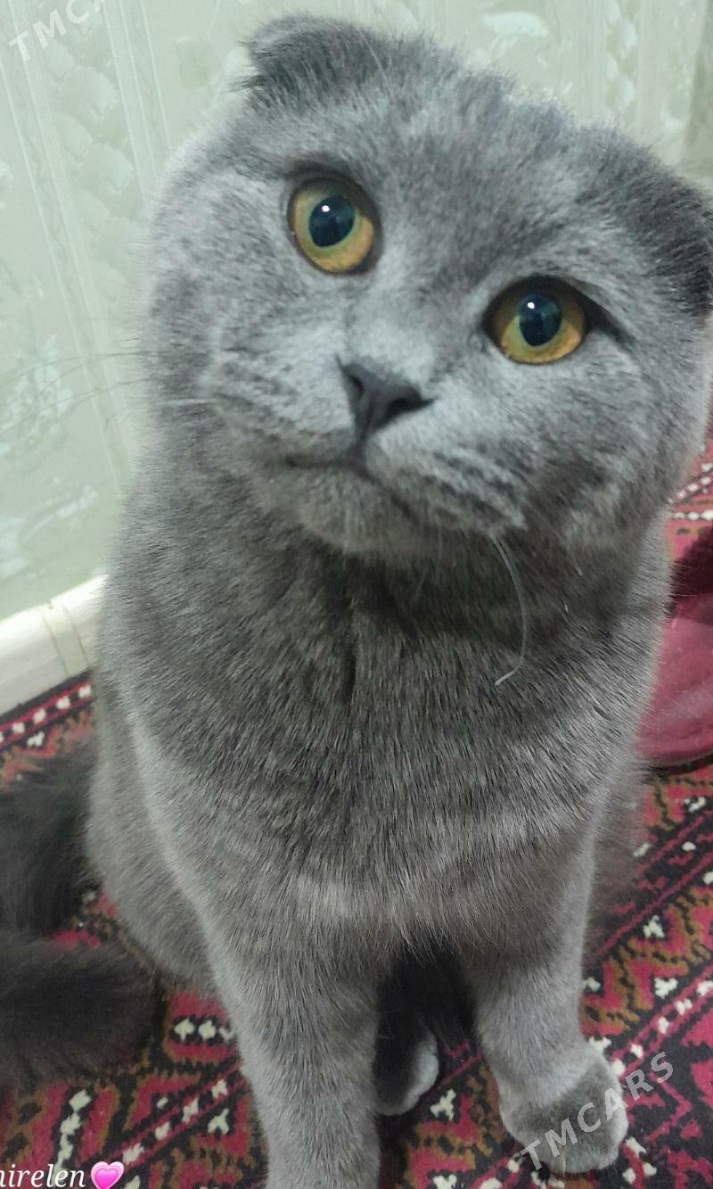 потерялся кот! - Туркменабат - img 1