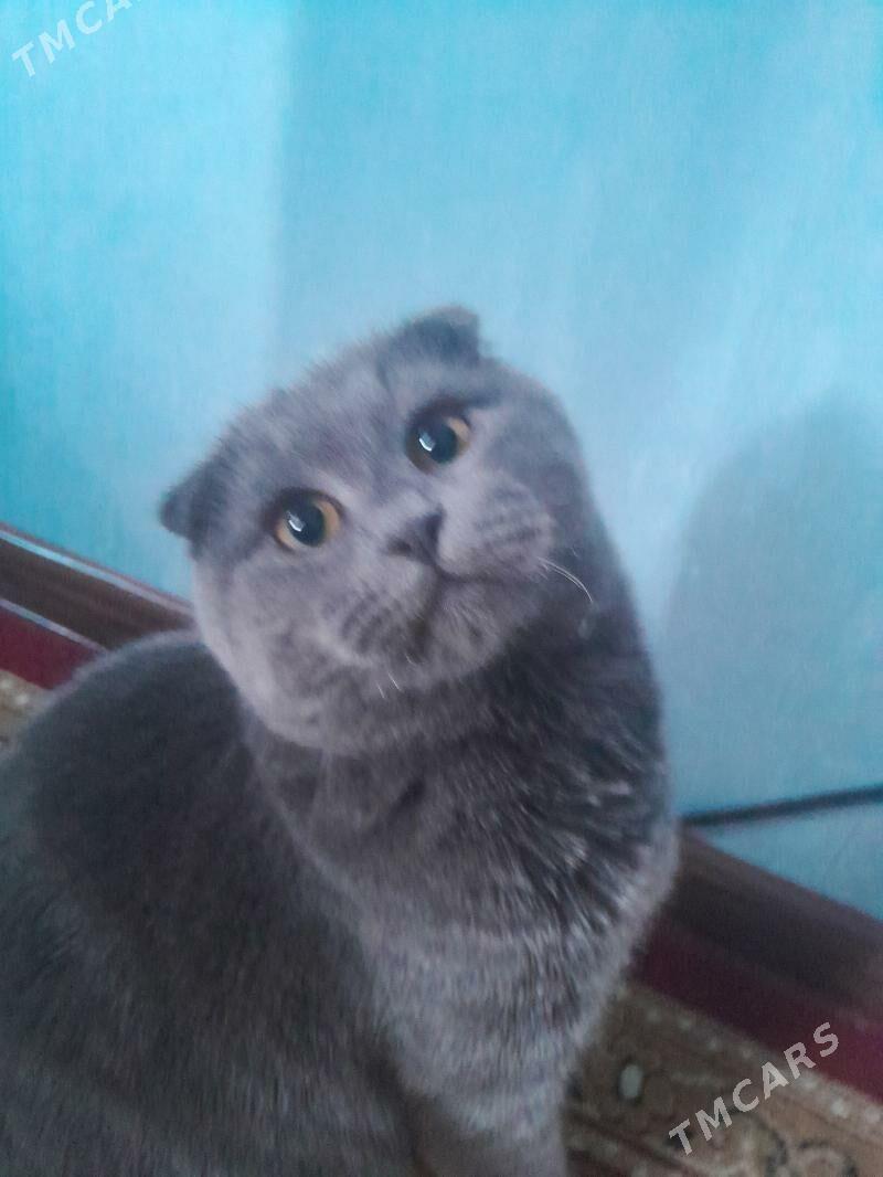 потерялся кот! - Туркменабат - img 2