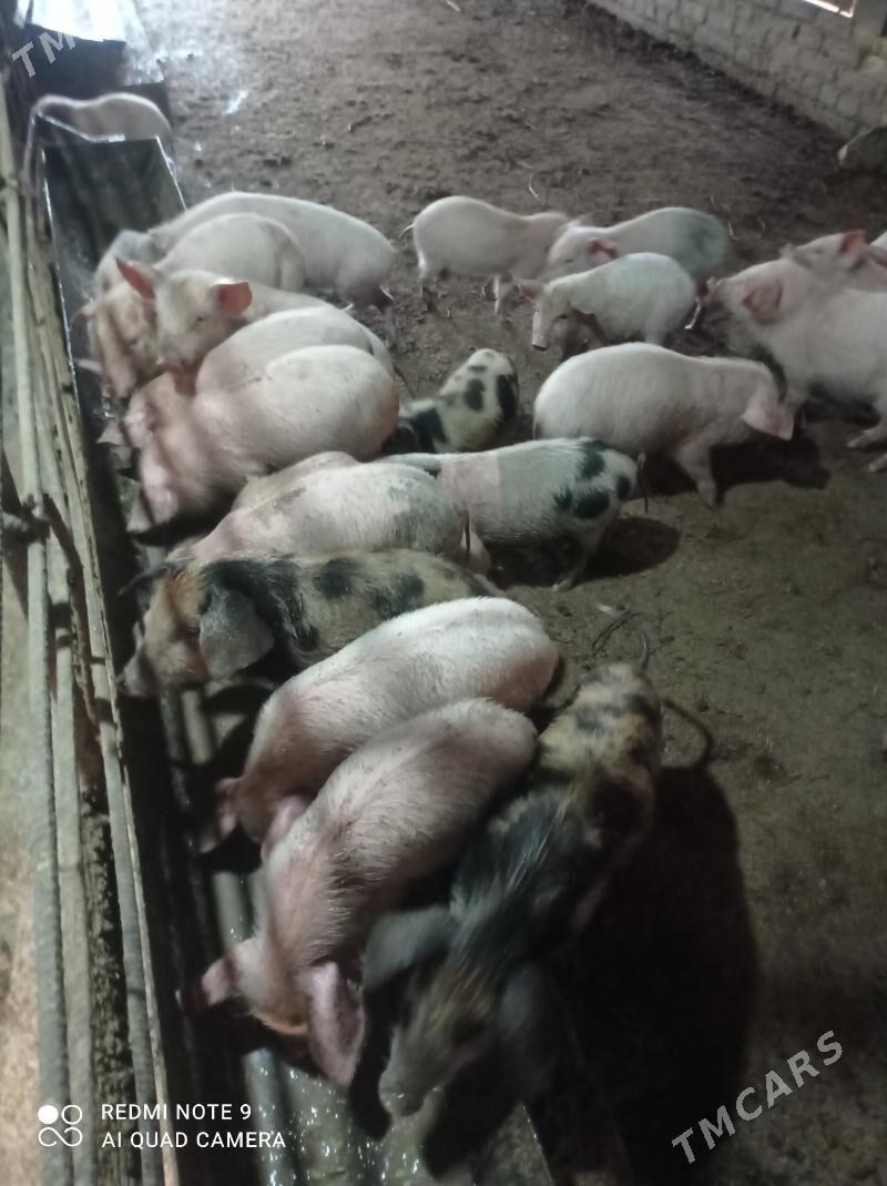 donuz - Туркменабат - img 3