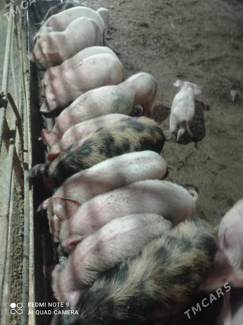 donuz - Туркменабат - img 2