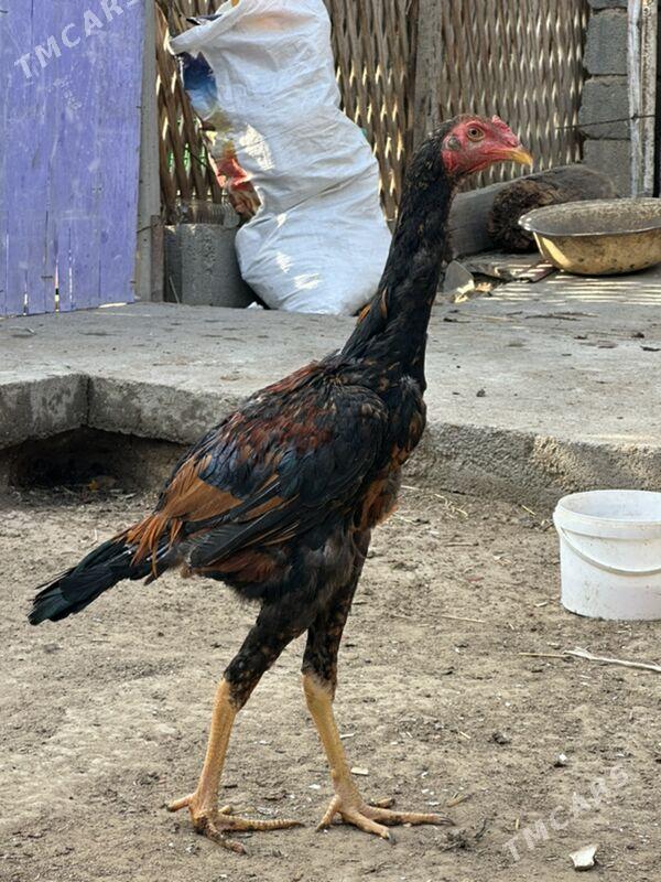 taskent - Ашхабад - img 2