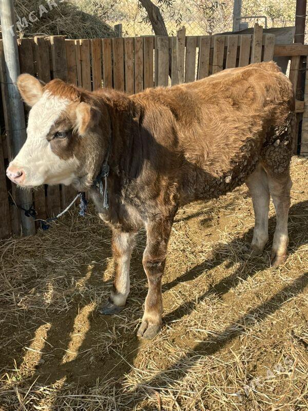 tuwe - Багир - img 5