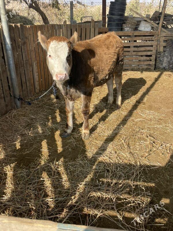 tuwe - Багир - img 3