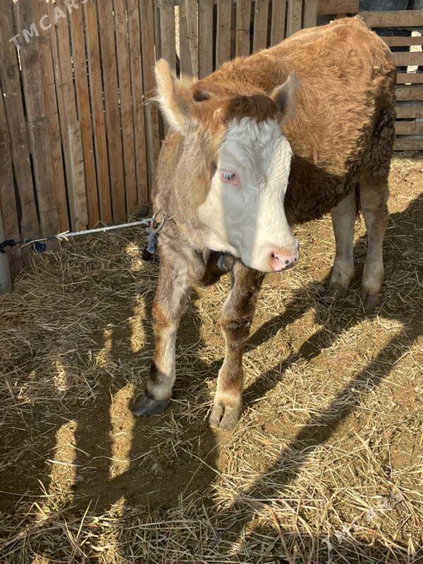 tuwe - Багир - img 2