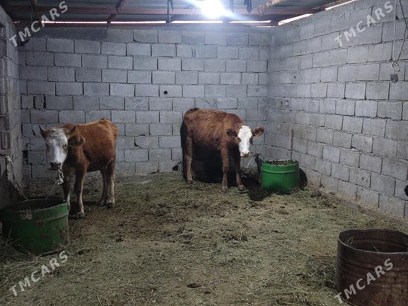 3 sany tuwe - Гёкдепе - img 5