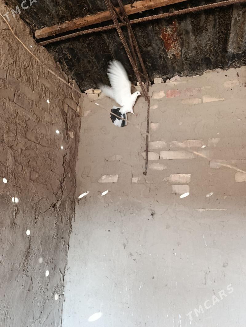 kepderi - Garagum etraby - img 2