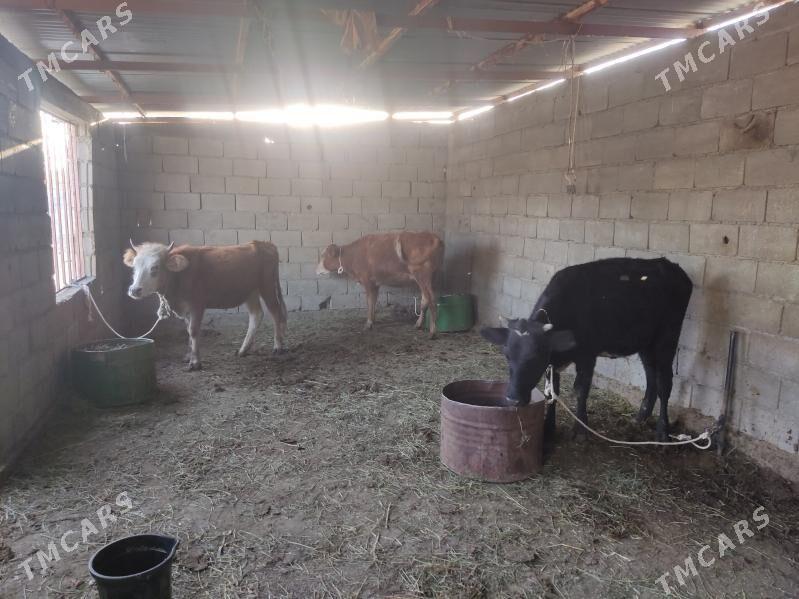 3 sany tuwe - Гёкдепе - img 2