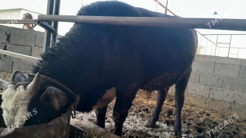 Öküz - Gökdepe - img 3