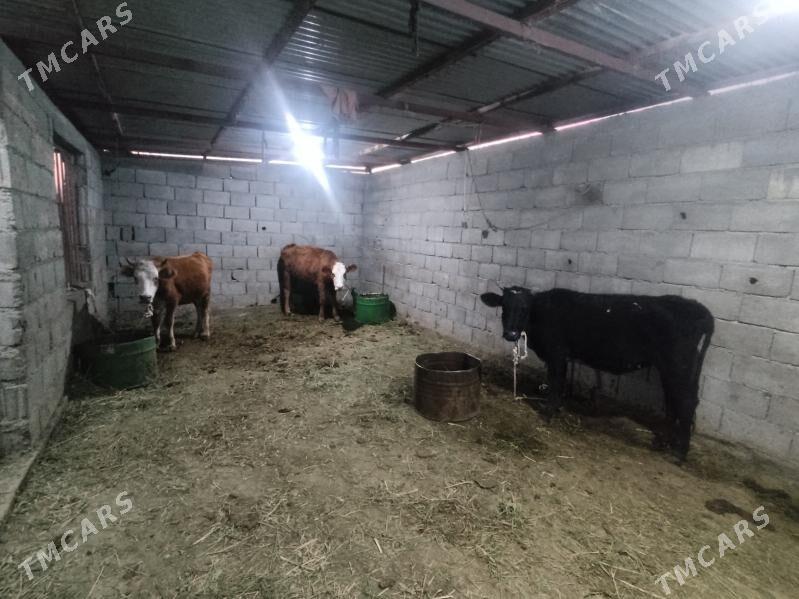 3 sany tuwe - Гёкдепе - img 4