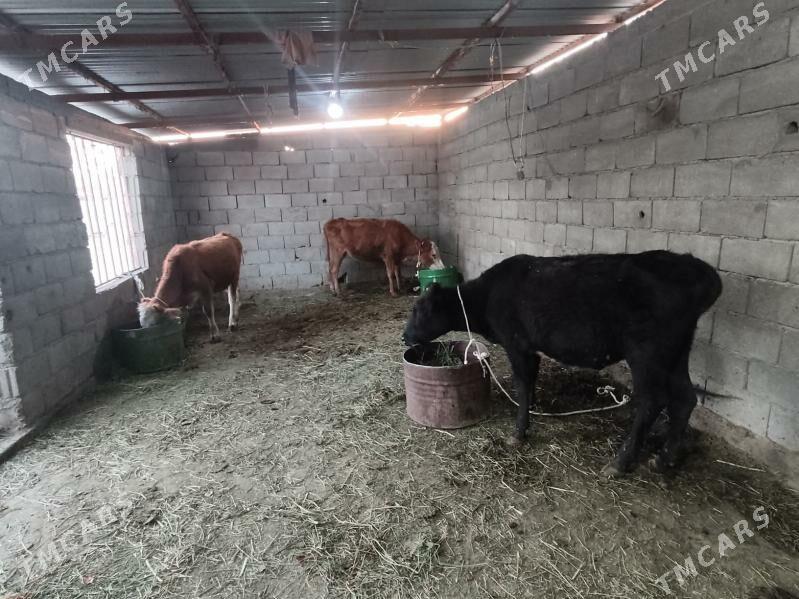 3 sany tuwe - Гёкдепе - img 3