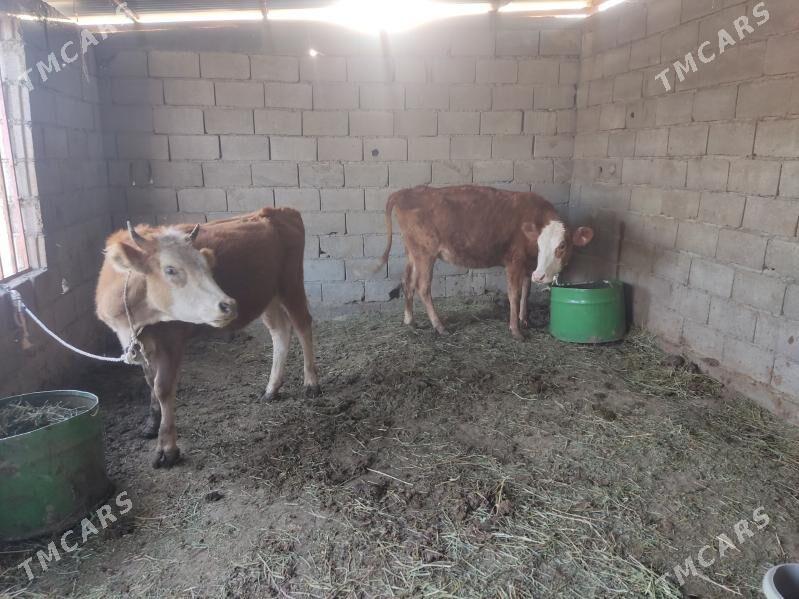 3 sany tuwe - Гёкдепе - img 1