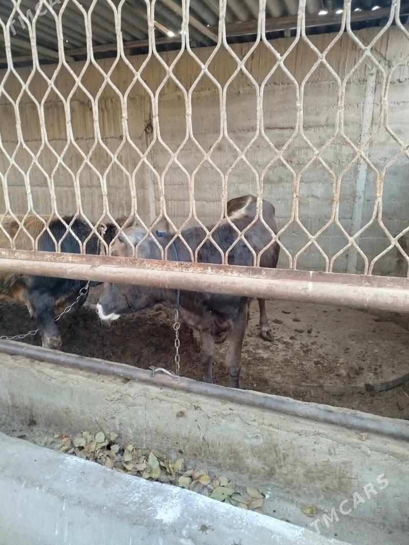 okuz siwes - Гёкдже - img 3