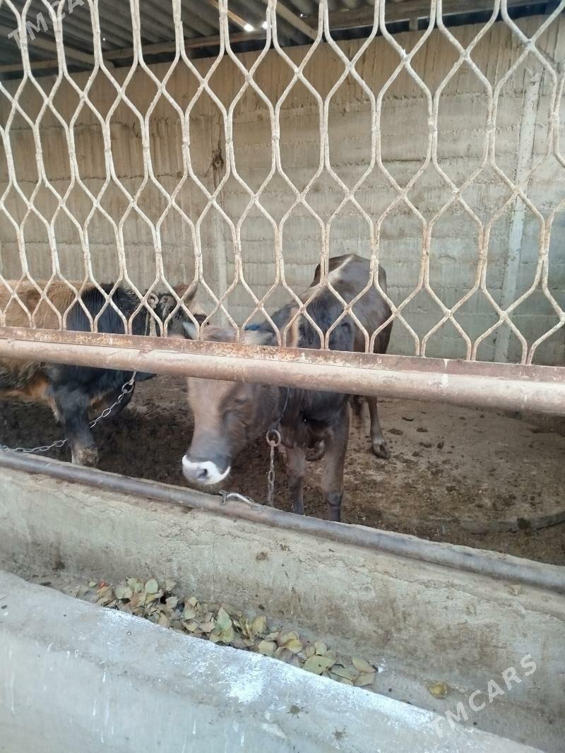 okuz siwes - Гёкдже - img 2