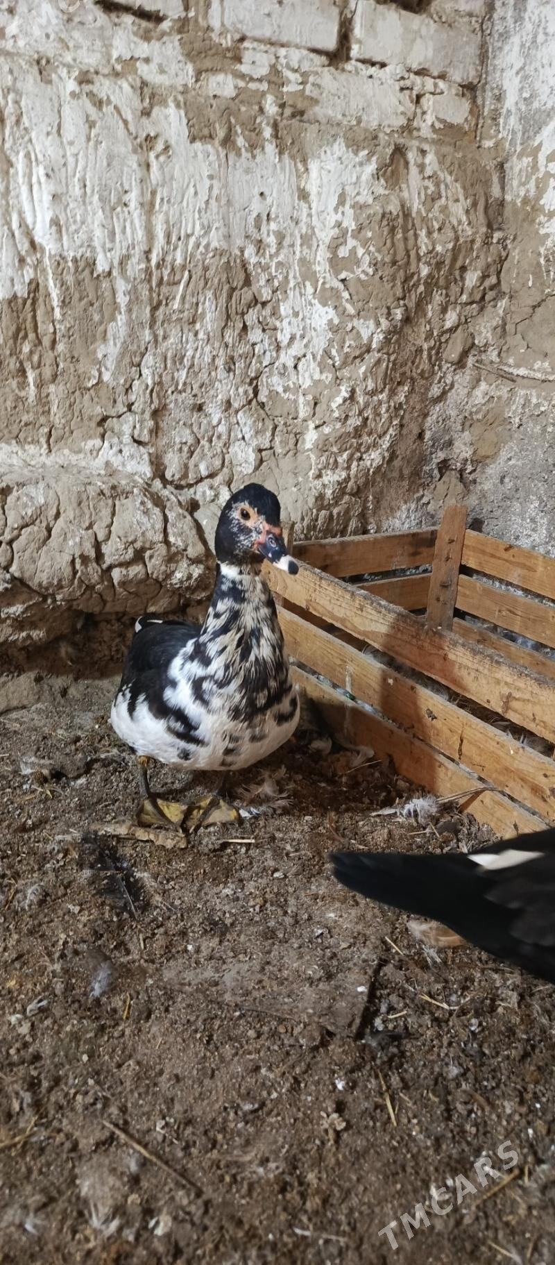 İndutga Ördek - Gökdepe - img 3