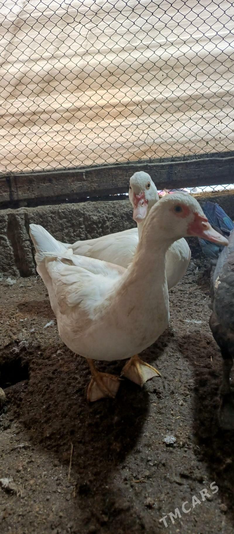 İndutga Ördek - Gökdepe - img 4