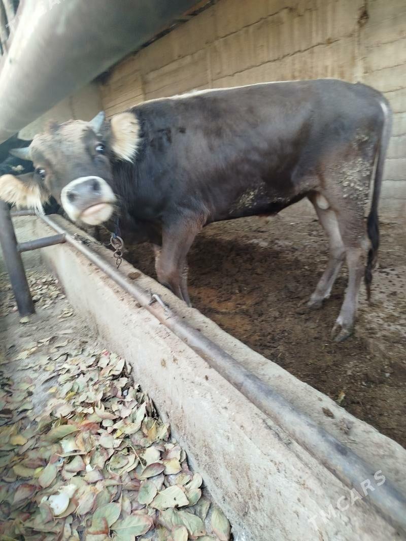 okuz siwes - Гёкдже - img 4