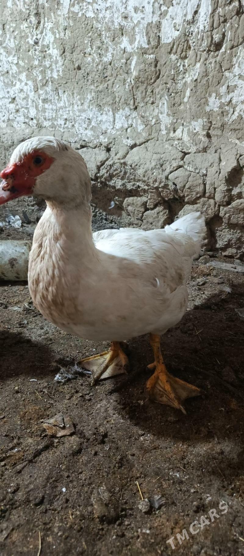 İndutga Ördek - Gökdepe - img 2