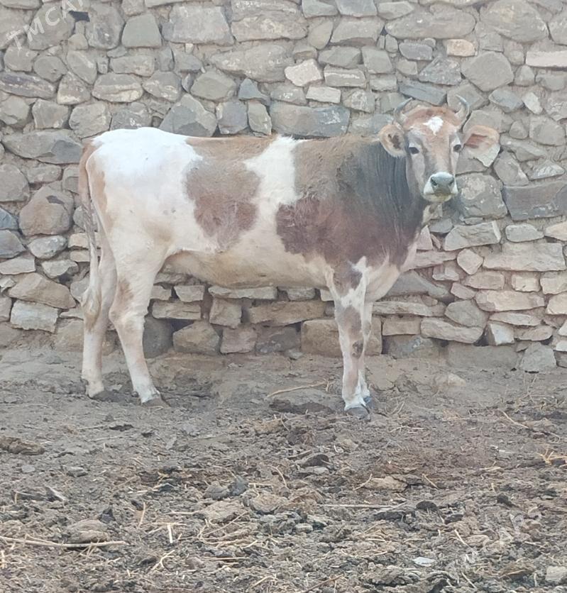 BAKYLGY SYGYR - Бахарден - img 2