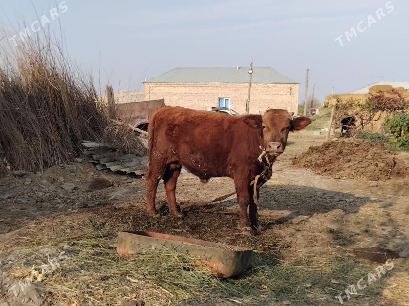 Okuz tuwe. - Bäherden - img 1