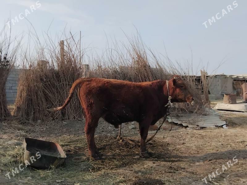 Okuz tuwe. - Bäherden - img 2