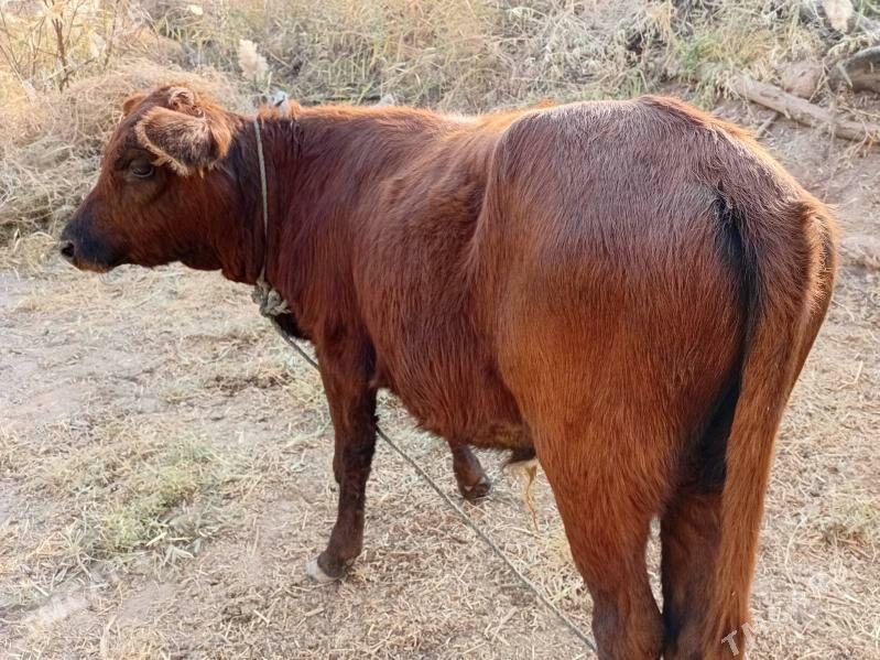 öküzçe - Türkmenabat - img 7