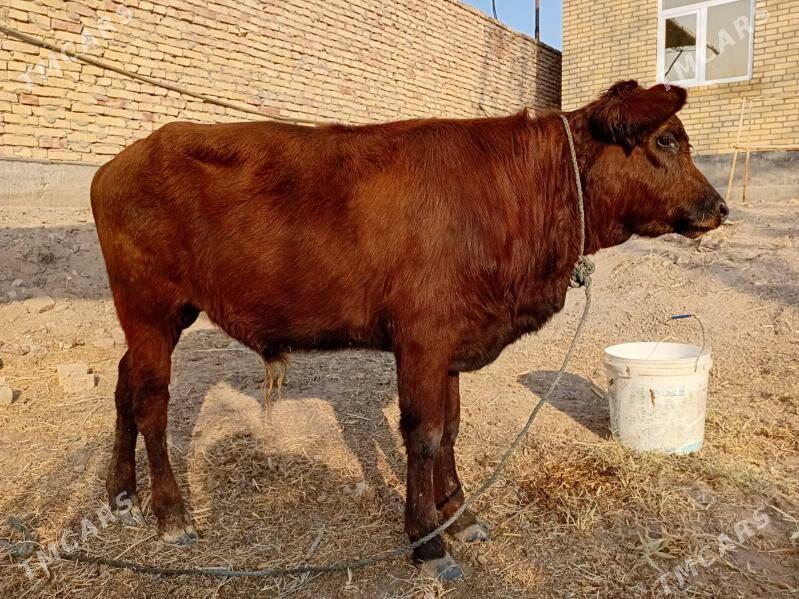 öküzçe - Türkmenabat - img 3