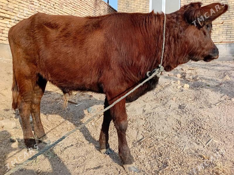 öküzçe - Türkmenabat - img 10