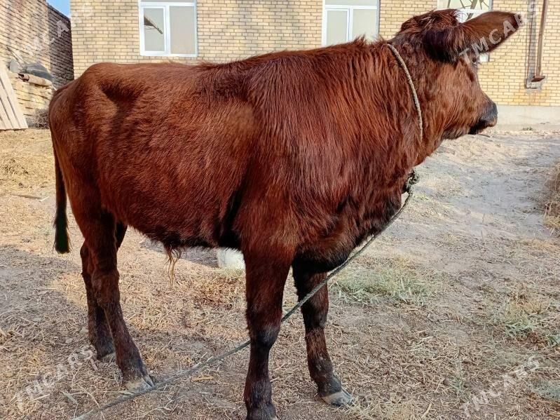 öküzçe - Türkmenabat - img 6