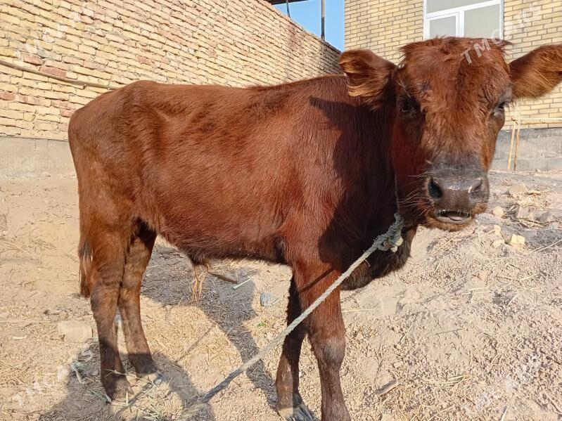 öküzçe - Türkmenabat - img 9