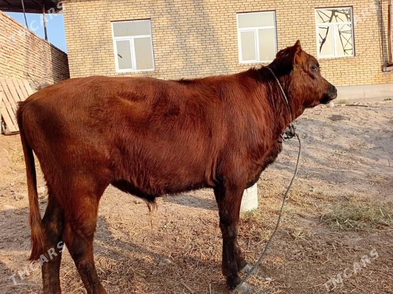 öküzçe - Türkmenabat - img 2