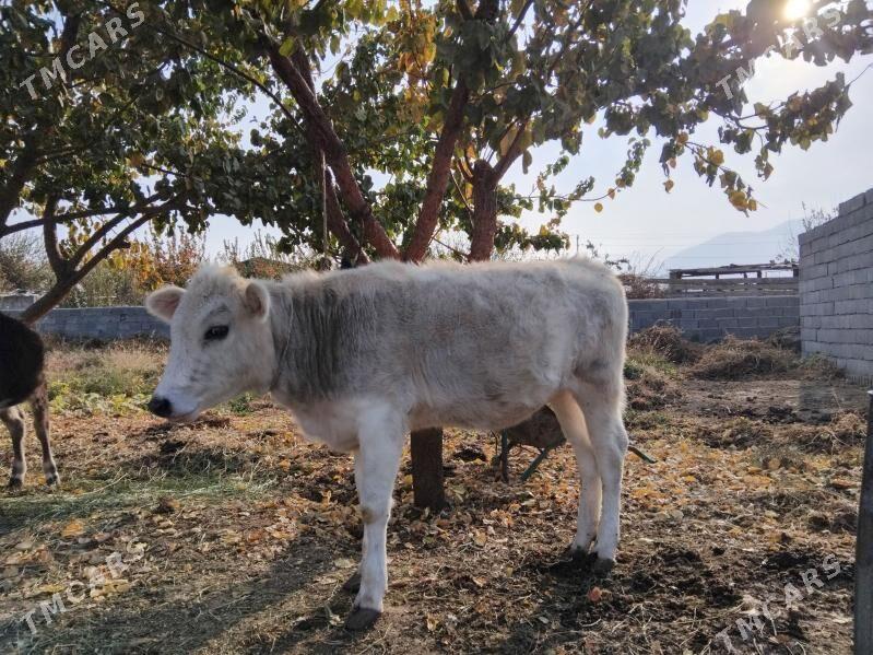 Okuz tuwe. - Bäherden - img 3