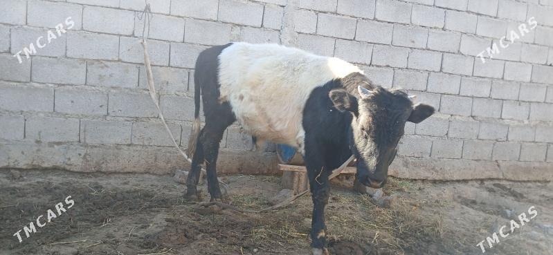 gole okuz - Бузмеин - img 2