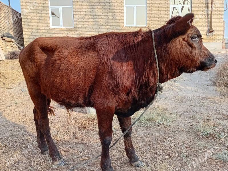 öküzçe - Türkmenabat - img 4