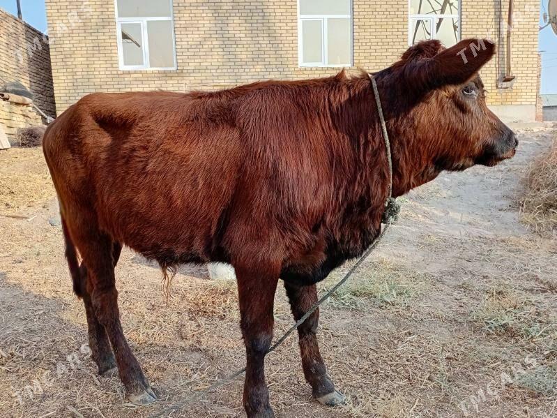 öküzçe - Türkmenabat - img 5