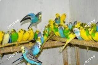 popugay we kletka - Aşgabat - img 3