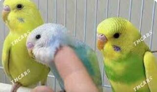 popugay we kletka - Aşgabat - img 5