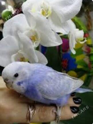 popugay we kletka - Aşgabat - img 2