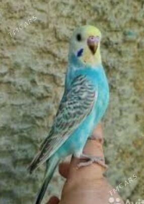 popugay we kletka - Aşgabat - img 1