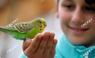 popugay we kletka - Aşgabat - img 4