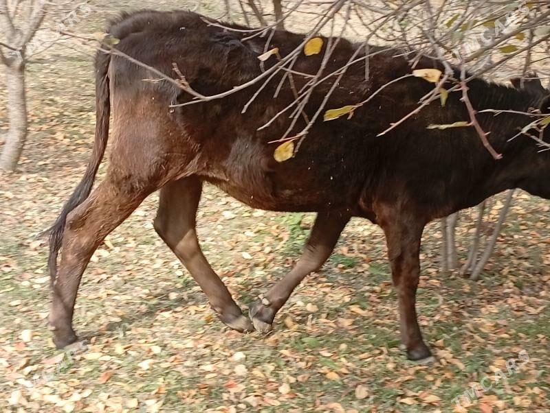 Tuwe bilen okuzler - Magtymguly - img 3