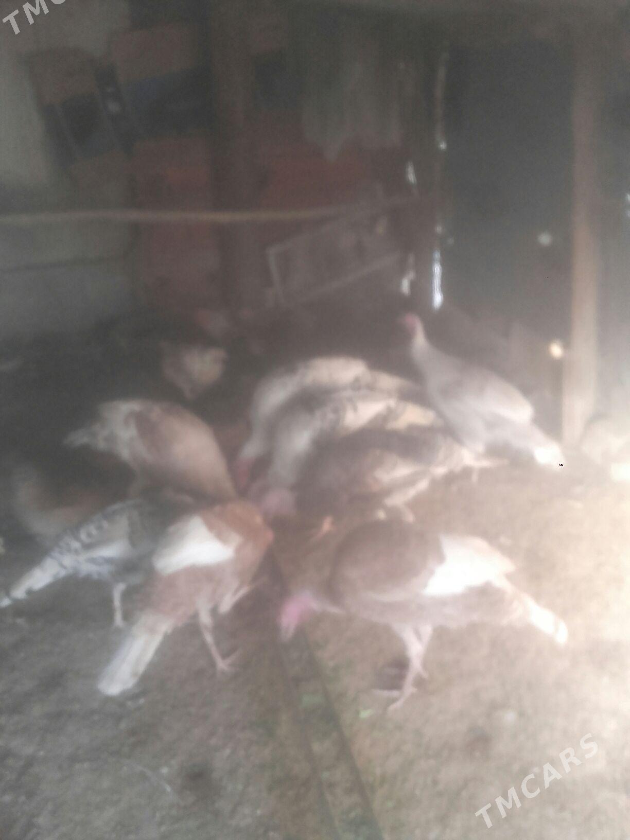 induk. - Murgap - img 2