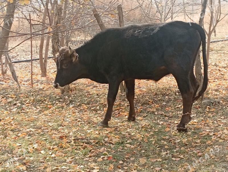 Tuwe bilen okuzler - Magtymguly - img 10