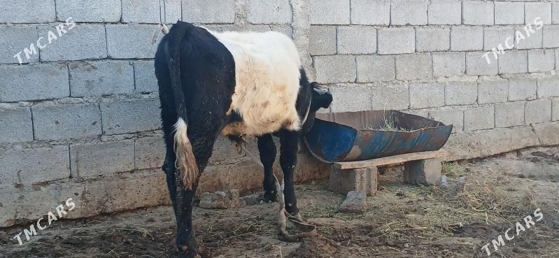 gole okuz - Бузмеин - img 4