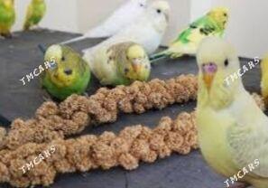 gus kletklar - Aşgabat - img 3