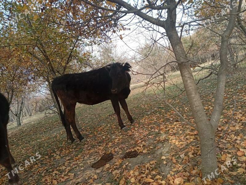 Tuwe bilen okuzler - Magtymguly - img 1