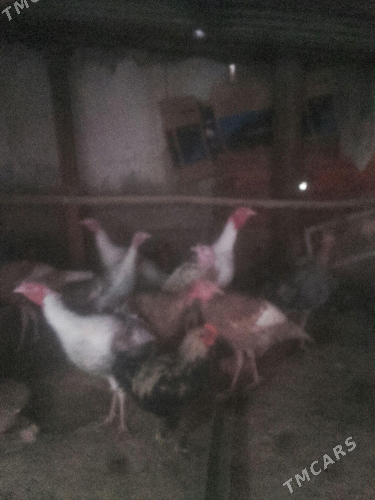 induk. - Murgap - img 3