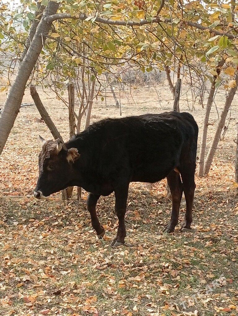 Tuwe bilen okuzler - Magtymguly - img 5