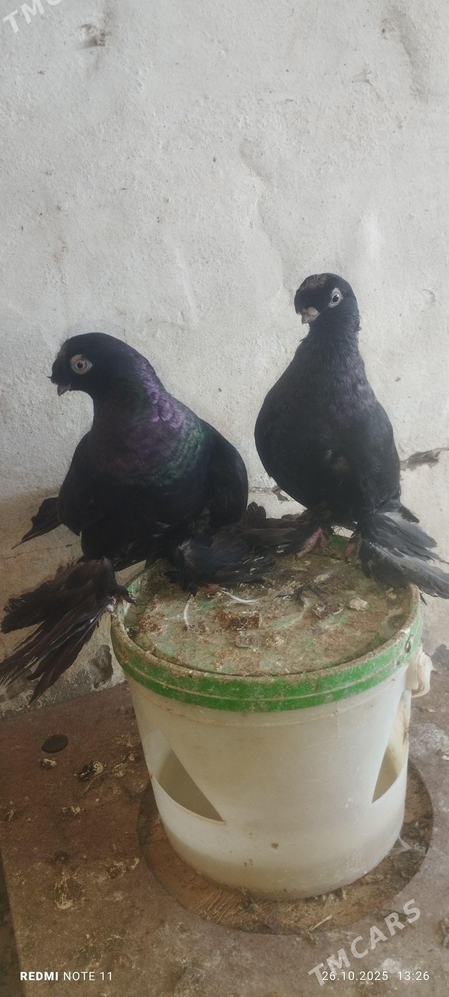 Kepderi - Murgap - img 2