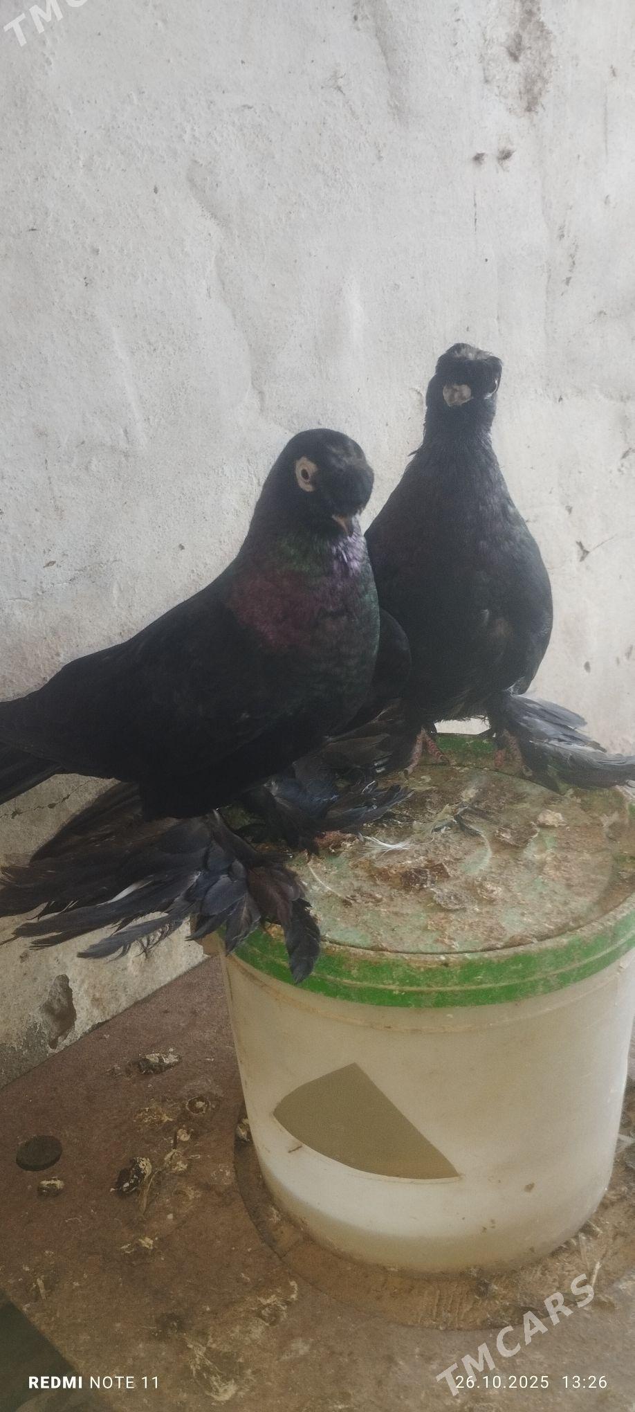 Kepderi - Murgap - img 1